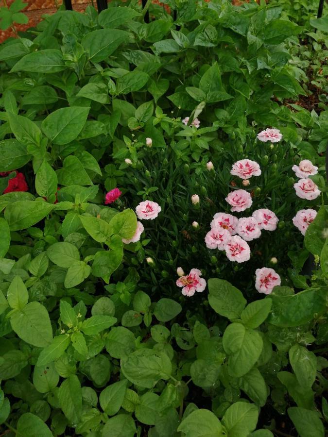 Casa Flor Lejlighed Două Mai Eksteriør billede